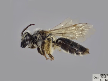 [Andrena erythronii female thumbnail]